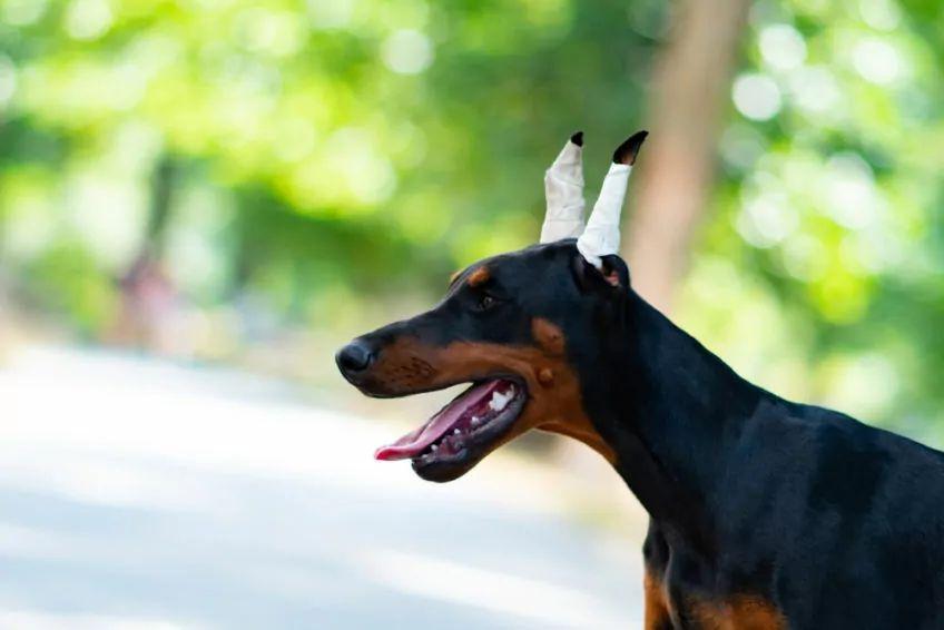 doberman z kopiowanymi uszami