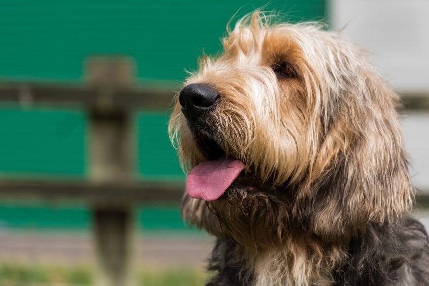 otterhound głowa