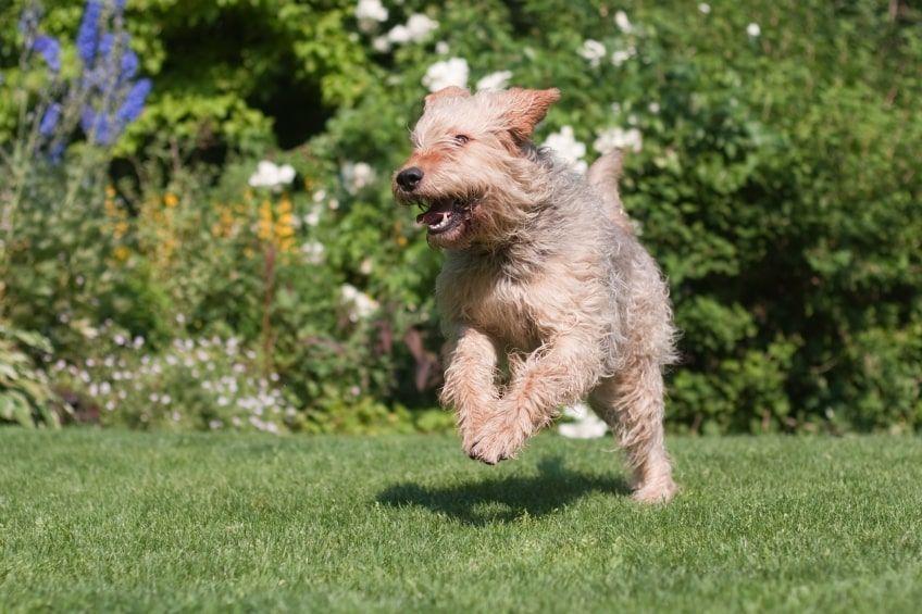 otterhound w biegu