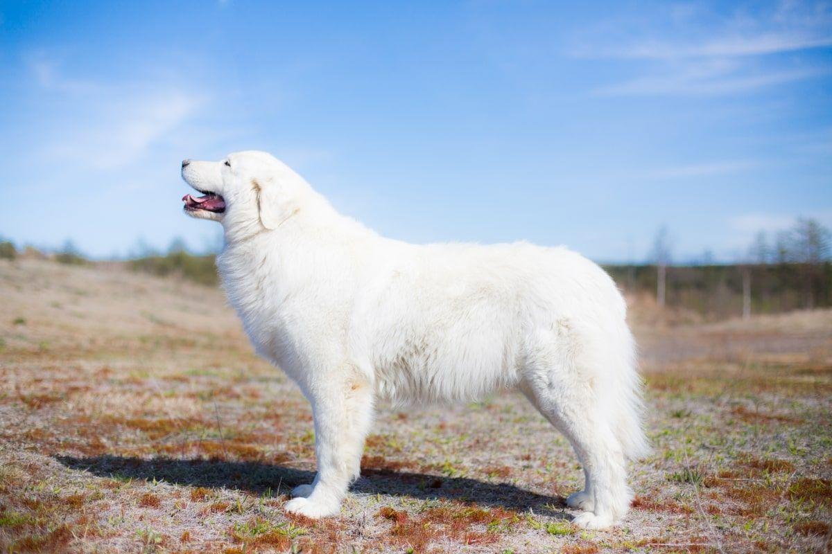 owczarek maremma