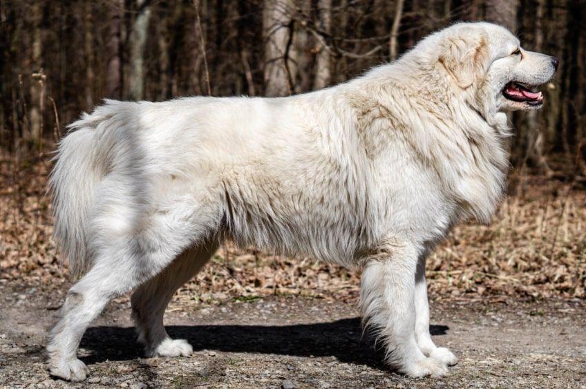 owczarek maremma wzorzec fci