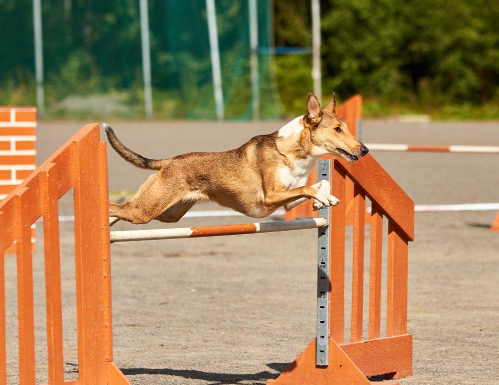 owczarek szkocki krótkowłosy agility