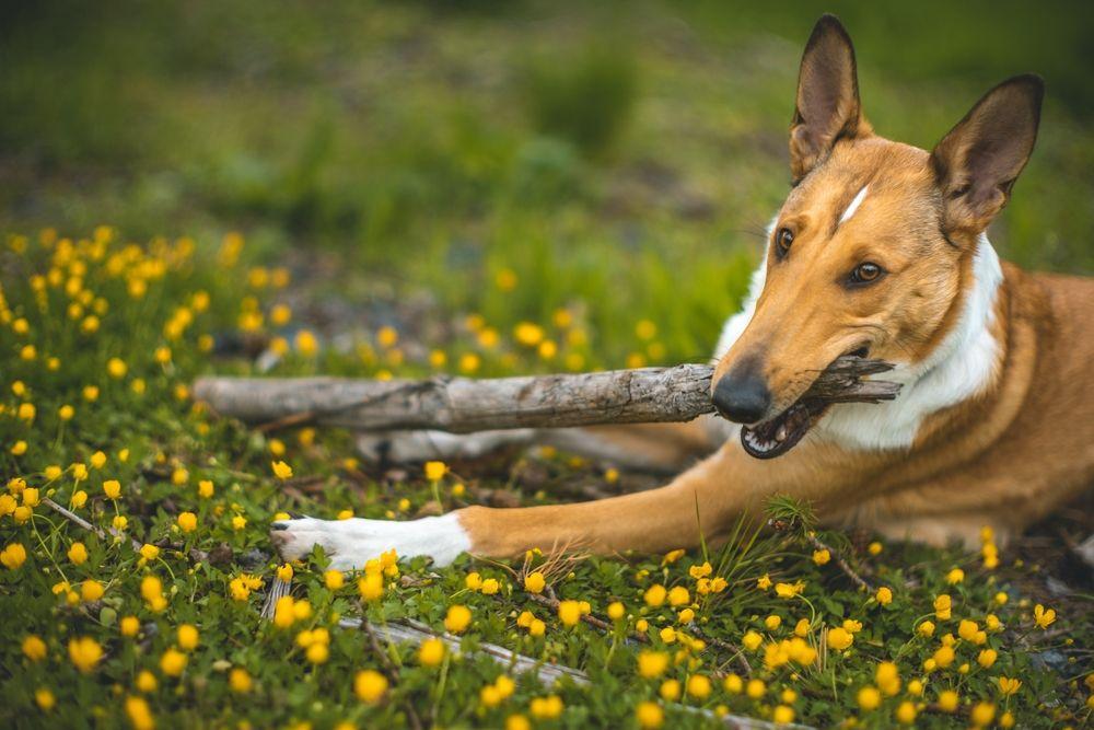 collie smooth