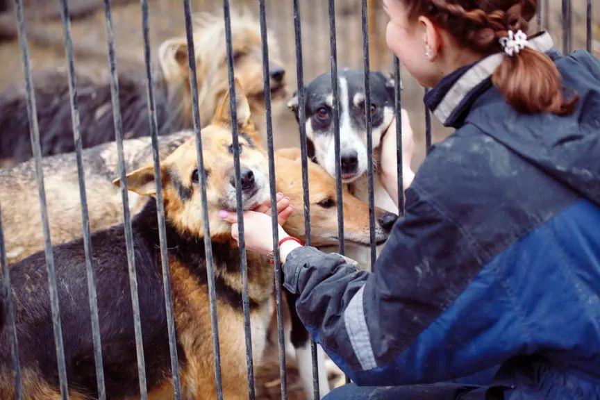 jak wybrać psa do adopcji