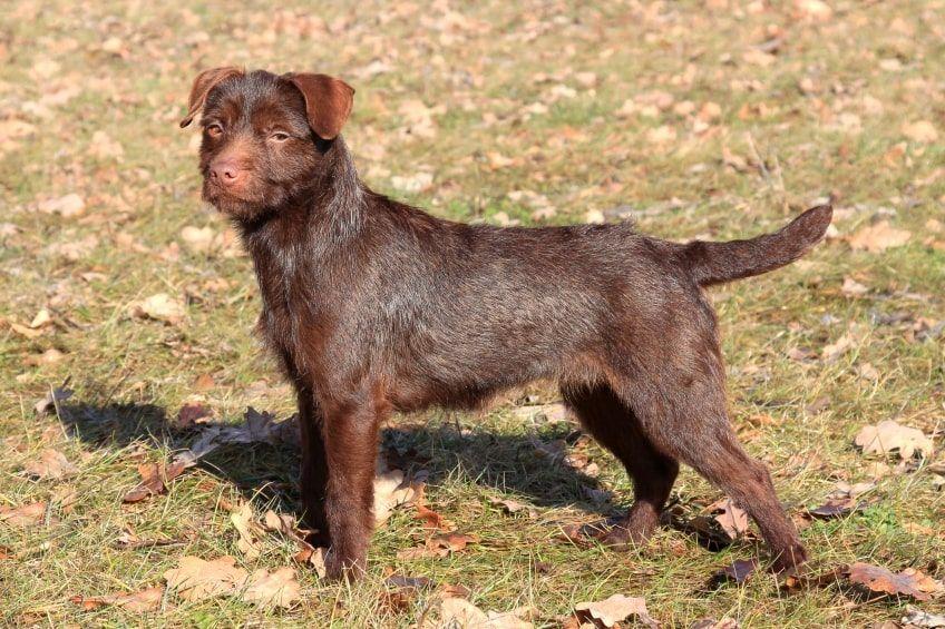 patterdale terrier brązowy
