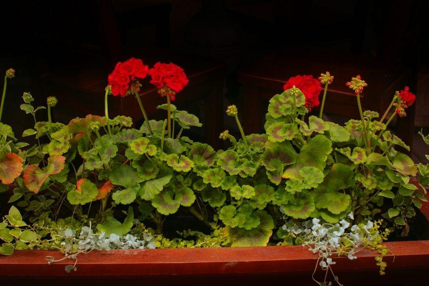 pelargonia