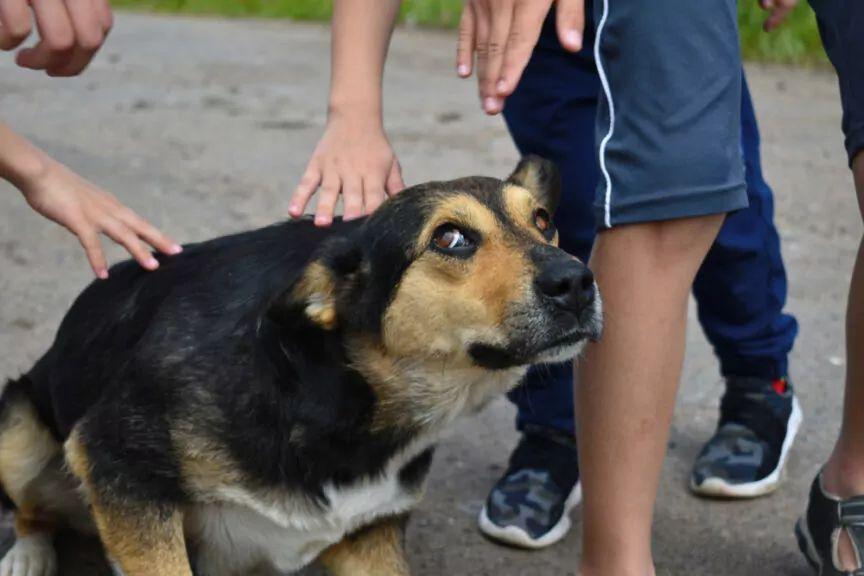 zestresowany pies, sygnały, które świadczą o tym, że twój pies się stresuje