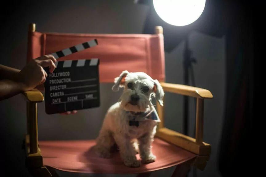 pies aktorem filmowym