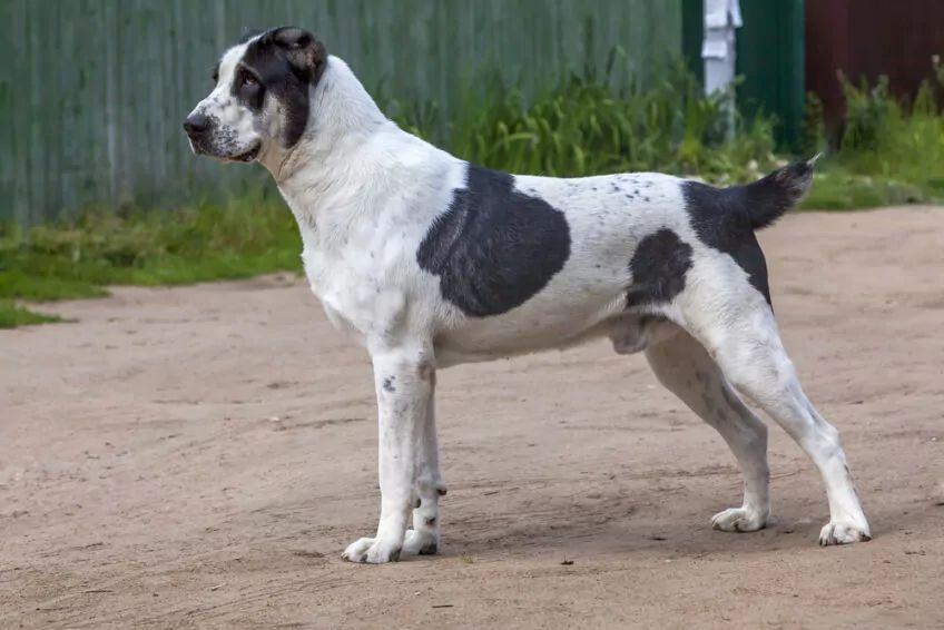 owczarek środkowoazjatycki