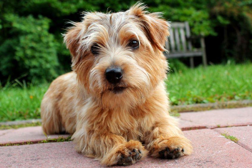 norfolk terrier leży na chodniku