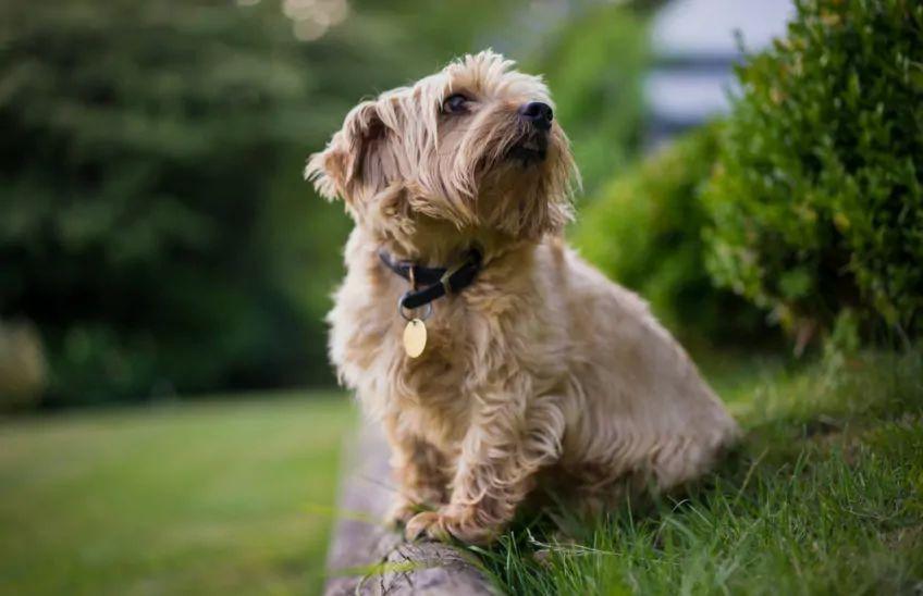 norfolk terrier na spacerze