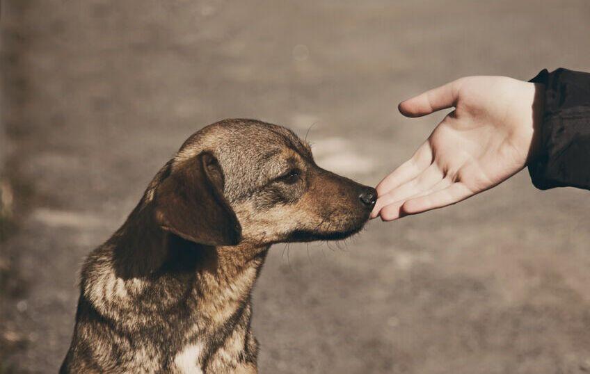 pies po adopcji