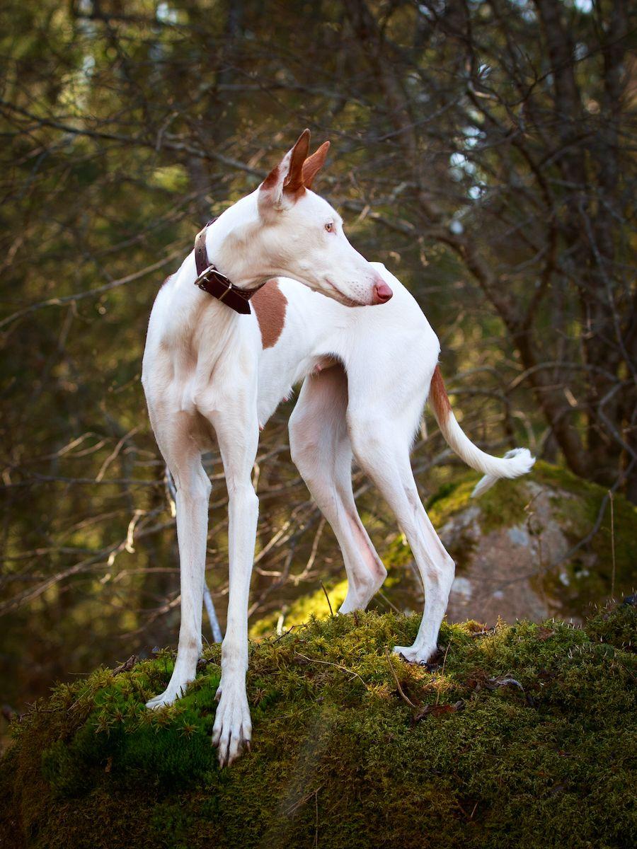 pies rasy podenco z Ibizy