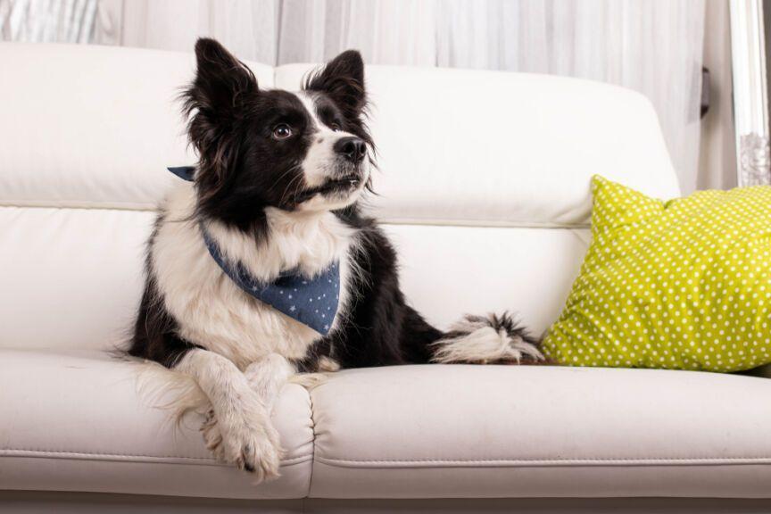 border collie na kanapie