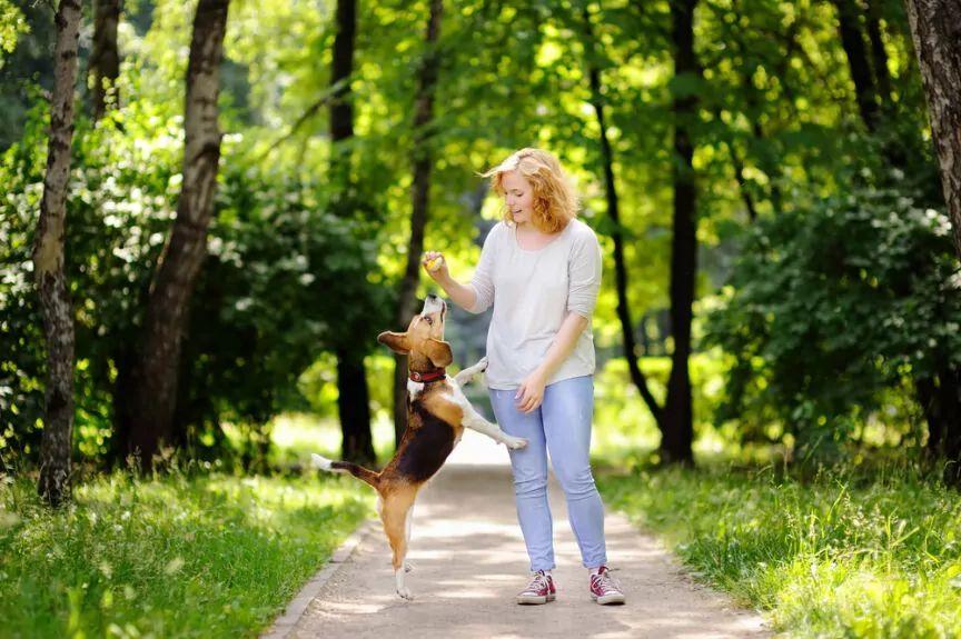 psy skaczą na ludzi