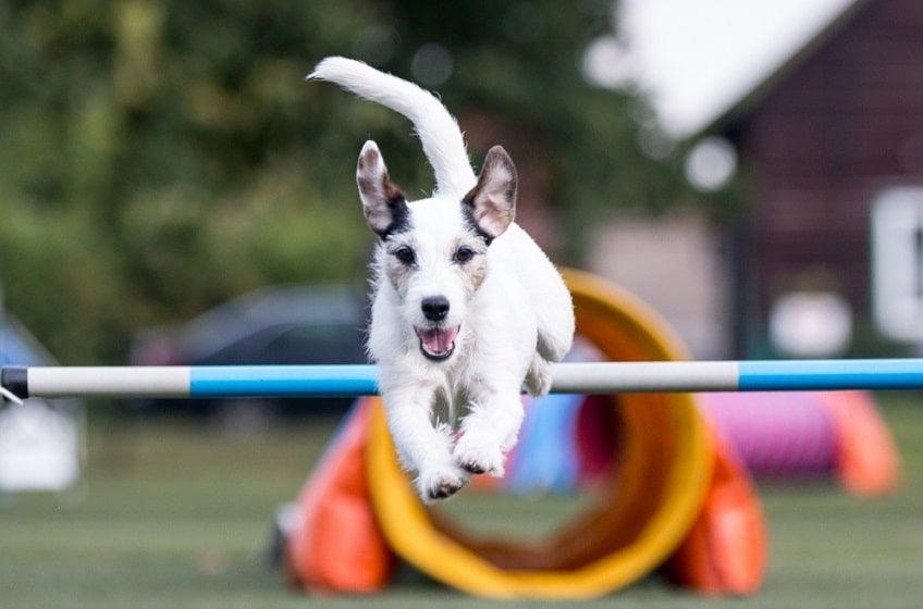 pies w agility