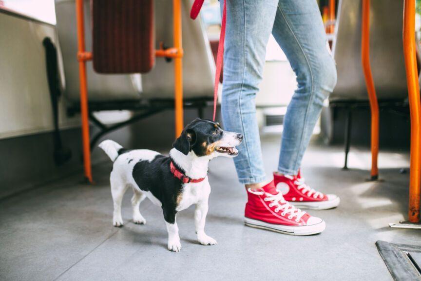 pies w autobusie