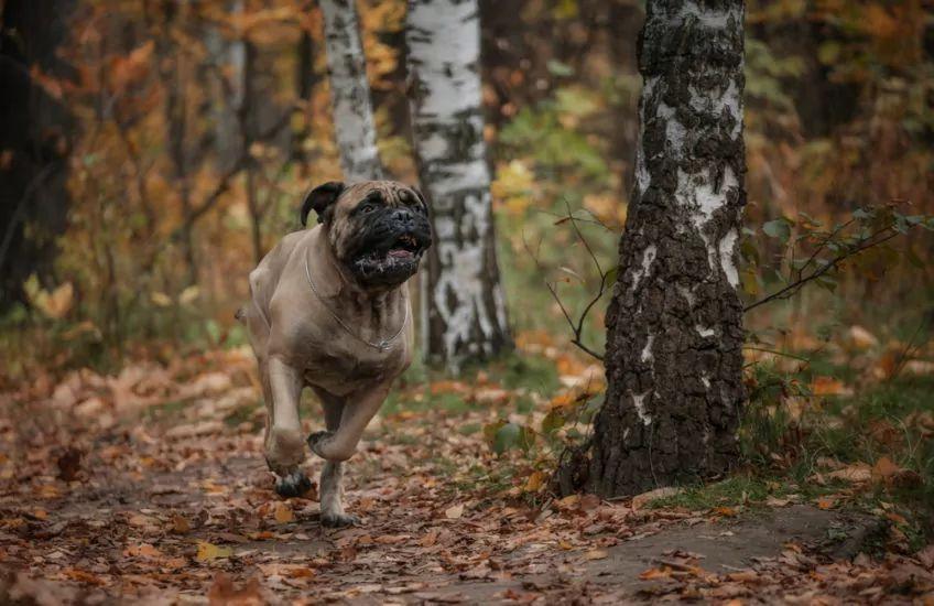 bullmastiff biegnie po lesie