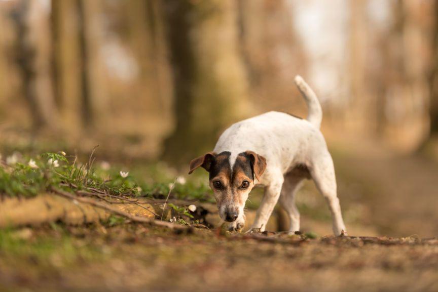 aktywności dla psich seniorów