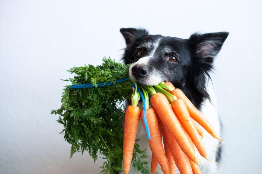 dieta Wege, dieta wegetariańska