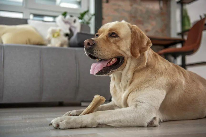 activ pet premium