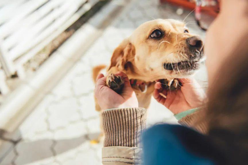 kiedy adopcja psa