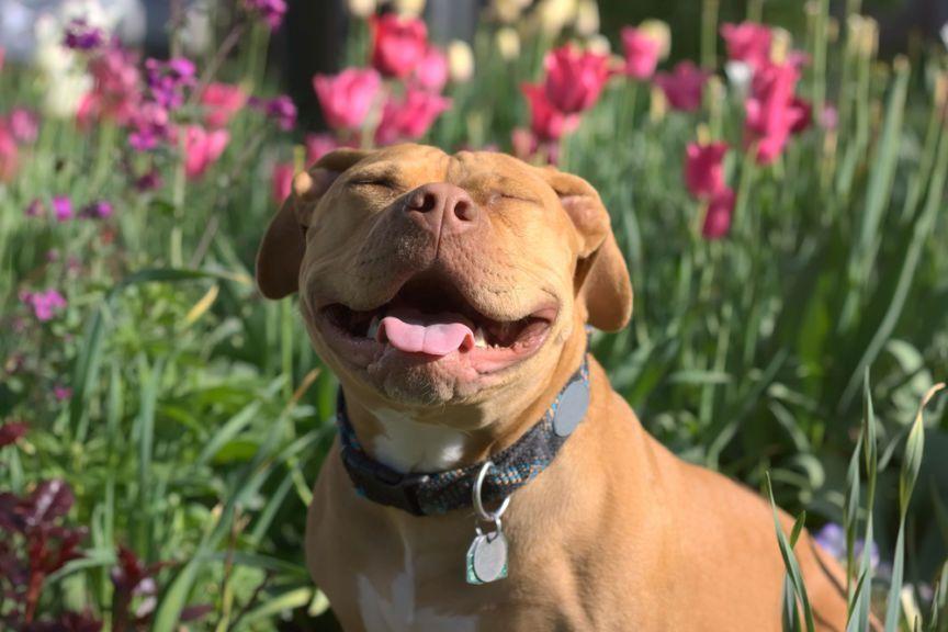 koniec zakazu pitbuli