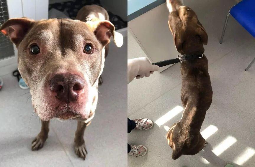 pitbull wpadł pod samochód