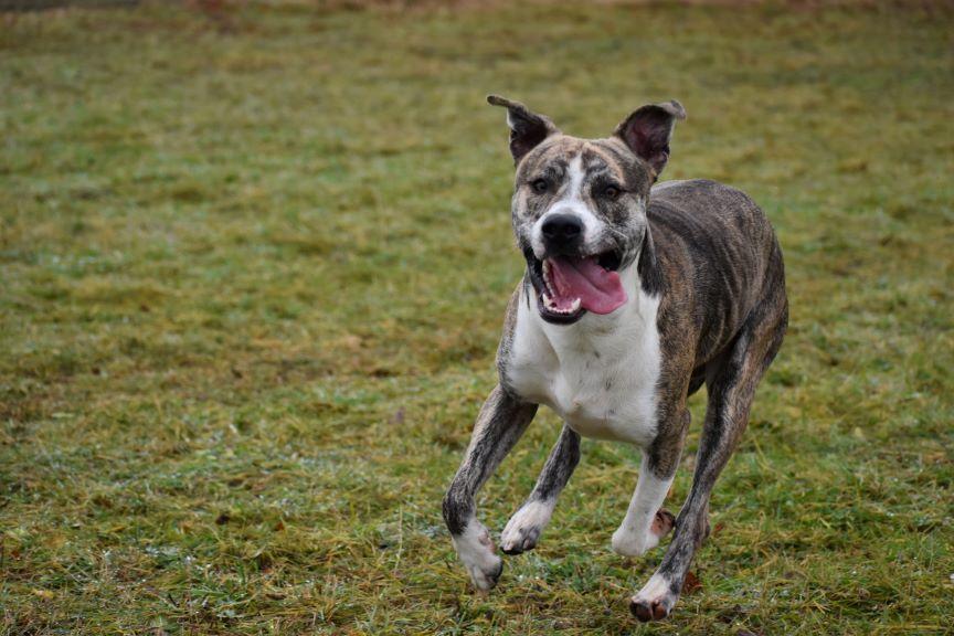 Pitbullterrier