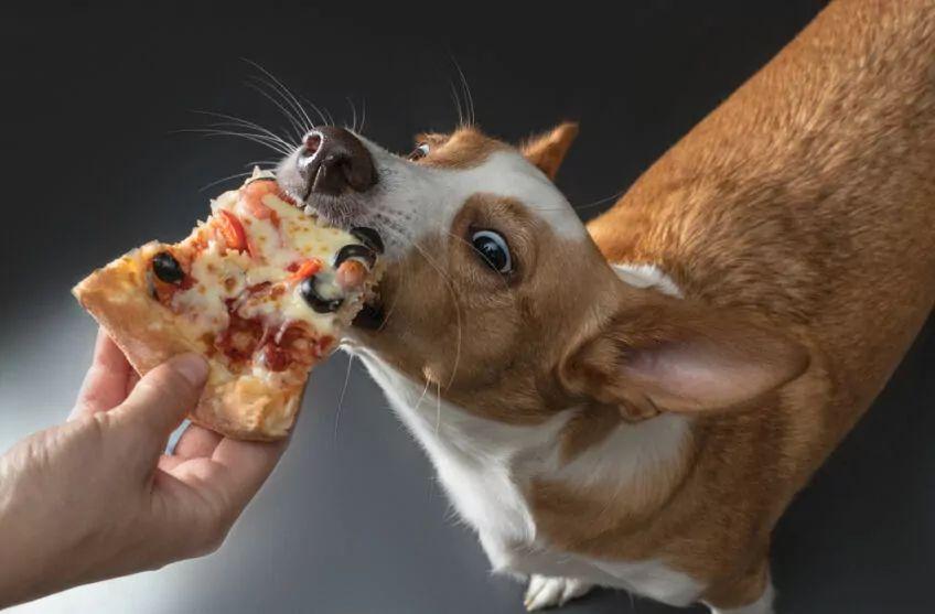 pies może jeść pizzę
