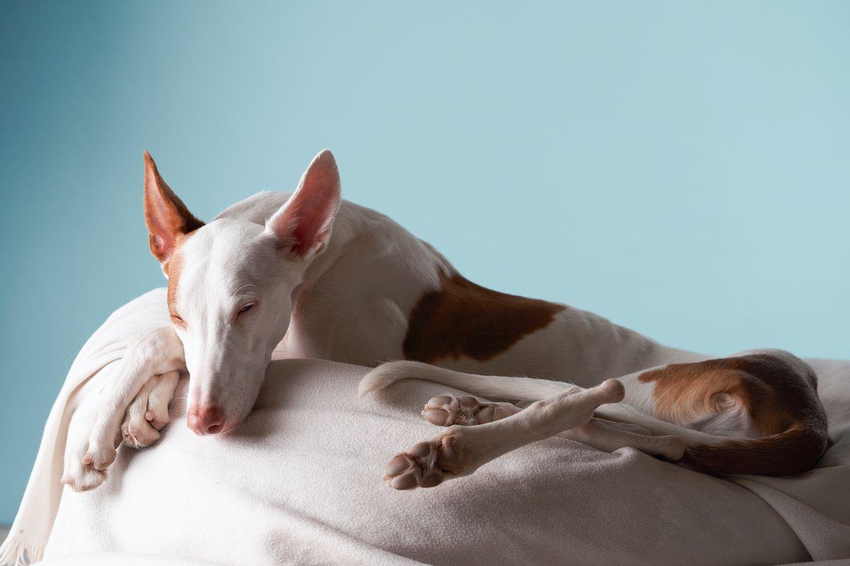 podenco z Ibizy leży