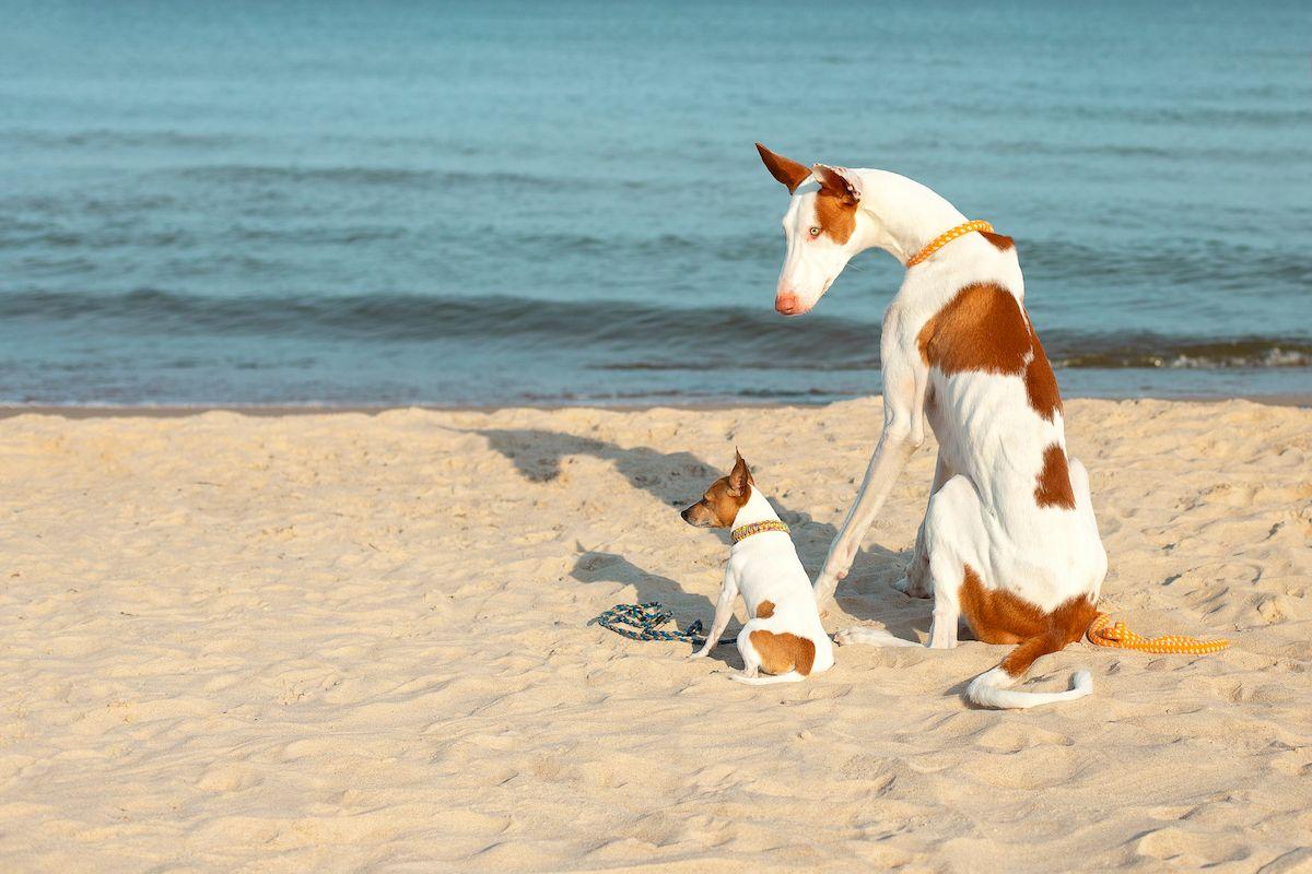 podenco z innym psem