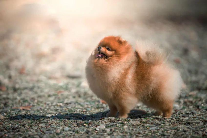 Szpic miniaturowy pomeranian
