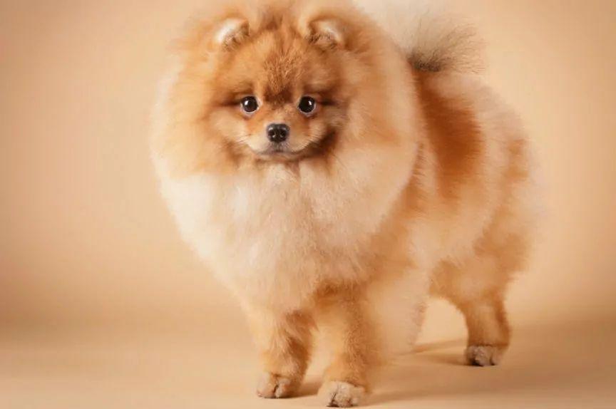 Szpic miniaturowy pomeranian