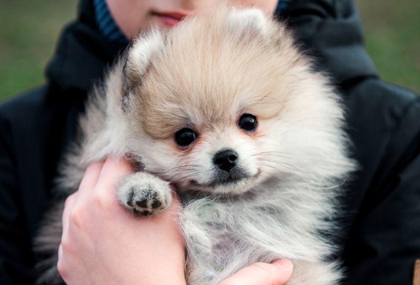 pomeranian na rękach
