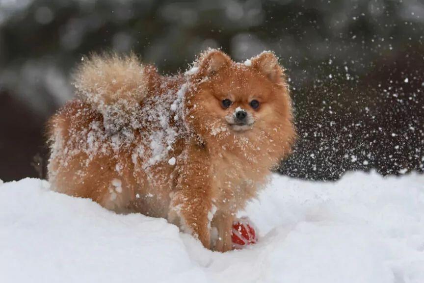 pomeranian na śniegu
