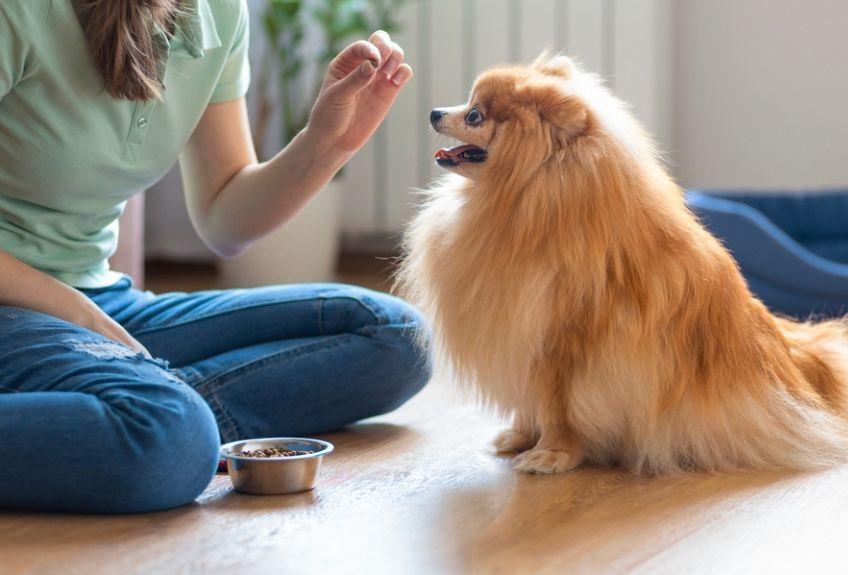 pomeranian szkolenie