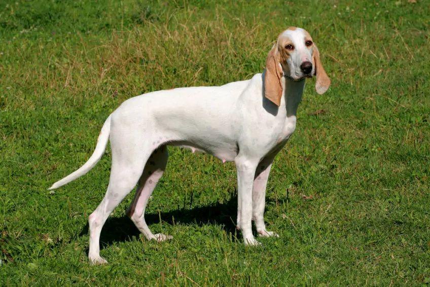 porcelaine