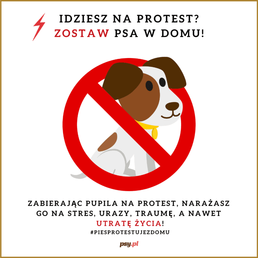 pies na proteście
