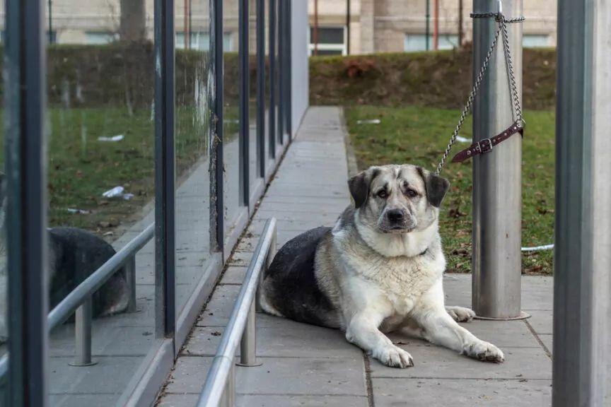 zostawił psa pod centrum handlowym