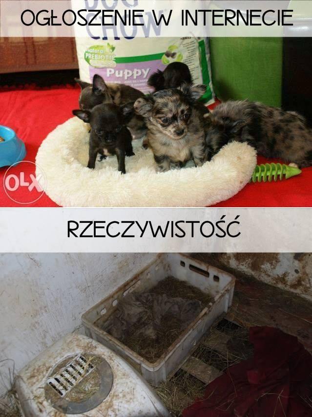 pseudohodowla_z_walbrzycha.jpg