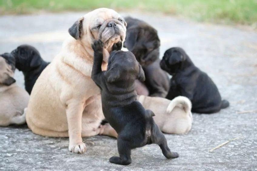 psia rodzina, mops