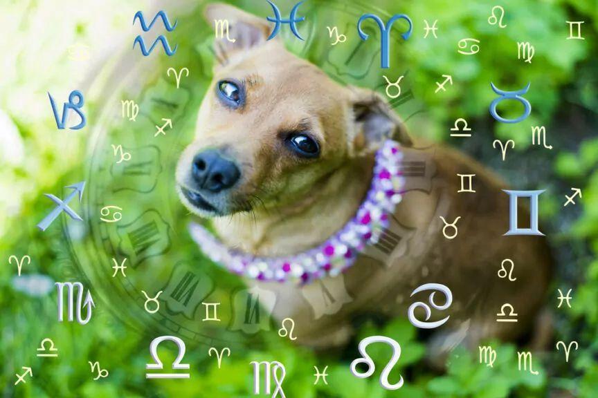 znak zodiaku