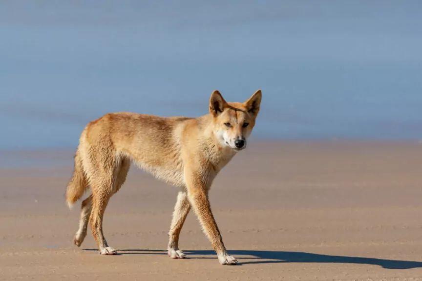 psy dingo