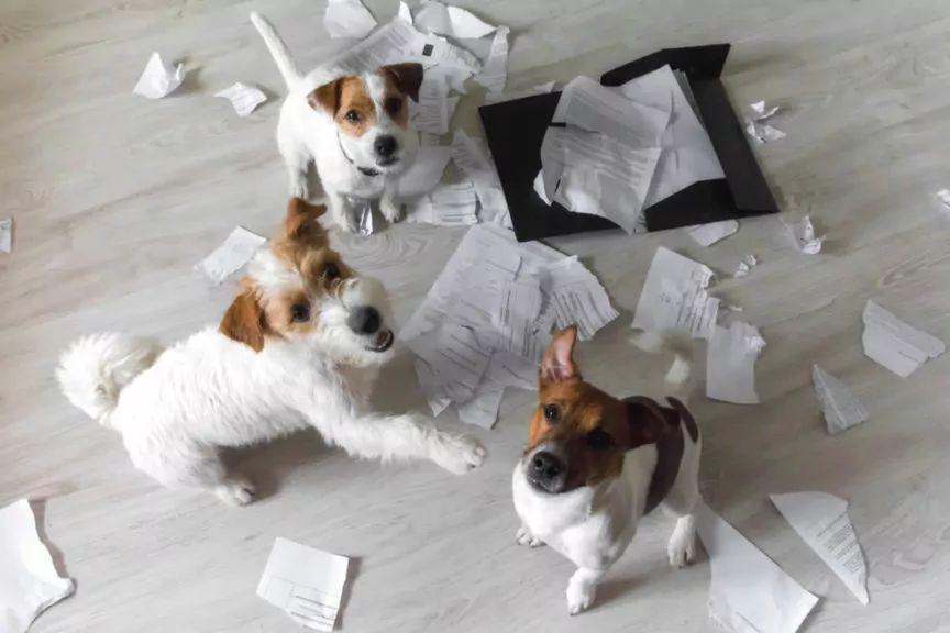 pies drze papier