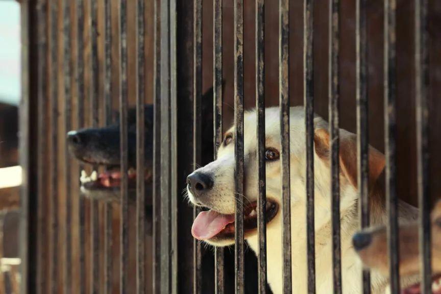 Nestlé Purina przekazała polskim schroniskom 200 ton karmy!