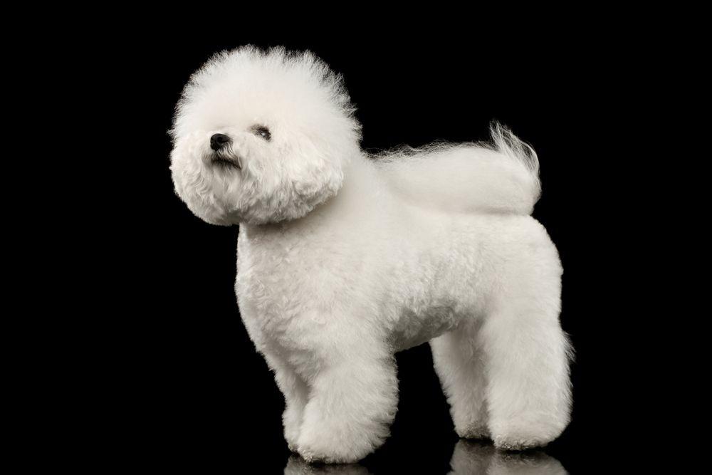 psy z włosami bichon frise