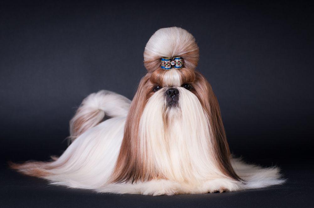 rasy z włosami shih tzu