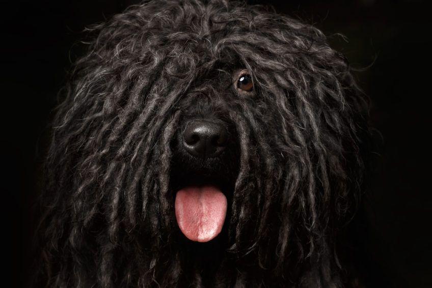 Portret czarnego puli na czarnym tle