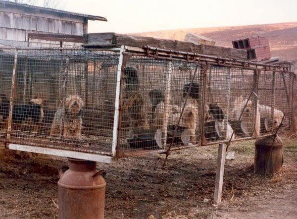 puppy_mill_usa.jpg